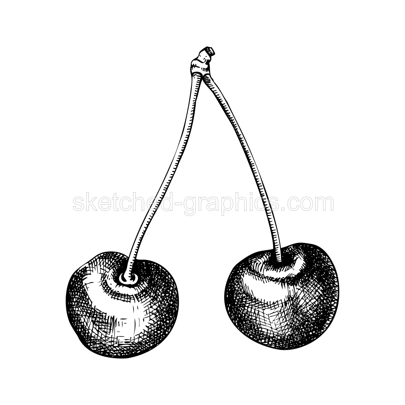 Vintage cherry sketch. Hand-drawn vector illustration. Summer berry fruit drawing. Botanical design elements. NOT AI generated Illustration